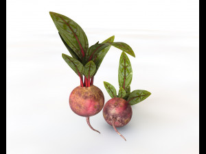 beetroot 3D Model