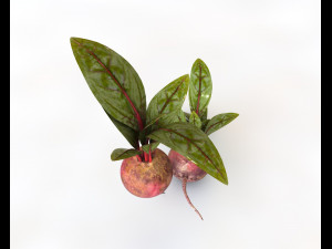 beetroot Modello 3D