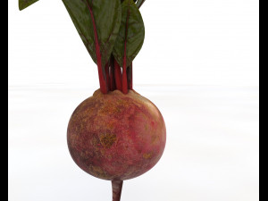 beetroot Modello 3D