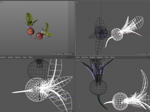 beetroot Modello 3D