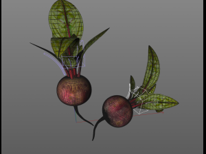 beetroot Modello 3D