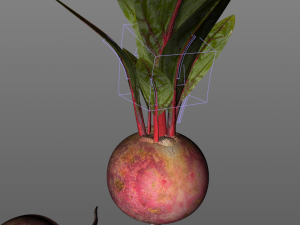 beetroot Modello 3D