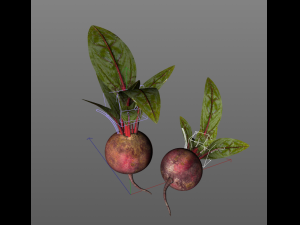 beetroot Modello 3D