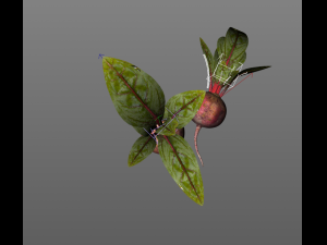 beetroot Modello 3D