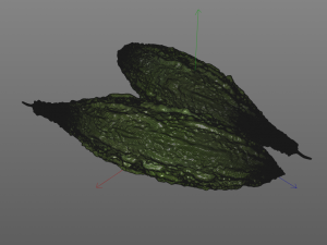 Bitter Gourd Modello 3D