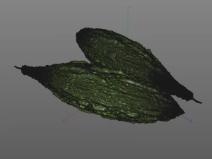 Bitter Gourd 3D Model