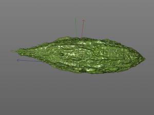 Bitter Gourd 3D Model
