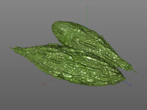 Bitter Gourd 3D Model