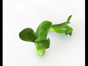 bok choy 3D Model