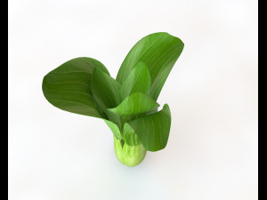 bok choy 3D Model