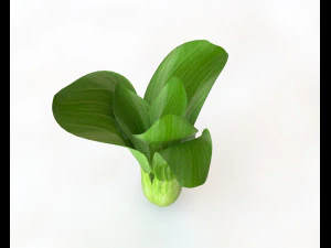 bok choy 3D Model