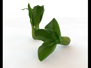 bok choy 3D Model