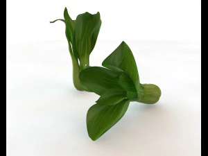 bok choy 3D Model
