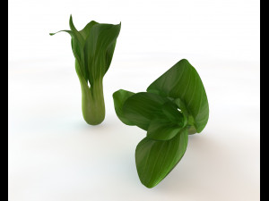 bok choy 3D Model