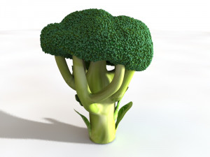 broccoli Modèle 3D