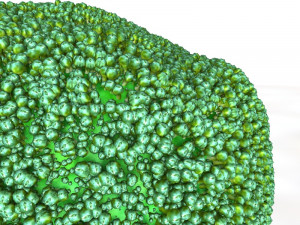 broccoli Modèle 3D