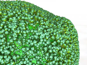 broccoli 3D Model