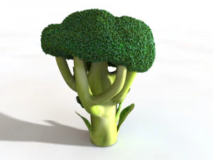 broccoli 3D Model