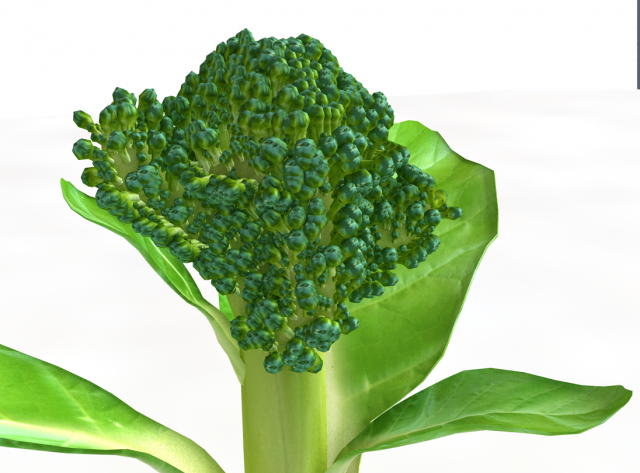 broccoli rabe Modelo 3D .c4d .max .obj .3ds .fbx .stl .blend 