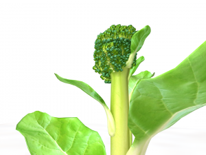 broccoli rabe Modelo 3D