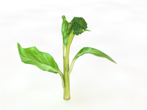 broccoli rabe Modelo 3D