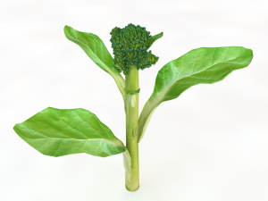 broccoli rabe Modelo 3D