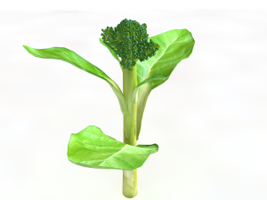 broccoli rabe Modelo 3D