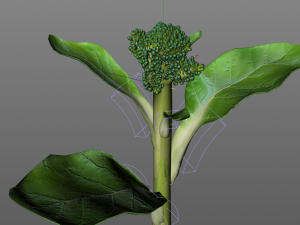 broccoli rabe Modelo 3D