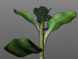 broccoli rabe Modelo 3D