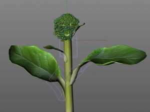broccoli rabe Modelo 3D