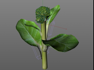 broccoli rabe Modelo 3D