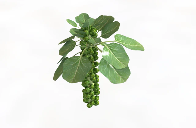 Brussels sprout plant 3D Model .c4d .max .obj .3ds .fbx .stl .blend
