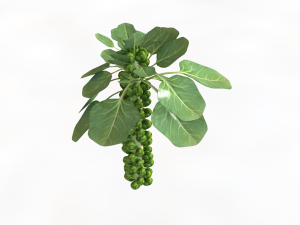 Brussels sprout plant 3D Model