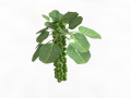 Brussels sprout plant 3D 모델