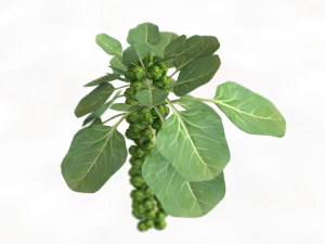 Brussels sprout plant 3D Model