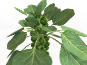 Brussels sprout plant Modèle 3D