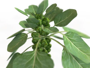 Brussels sprout plant 3D Model