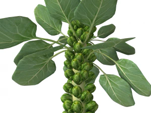 Brussels sprout plant 3D Model