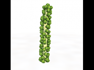 Brussels sprout plant Modèle 3D