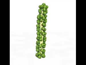 Brussels sprout plant 3D Model