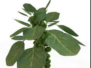 Brussels sprout plant Modèle 3D