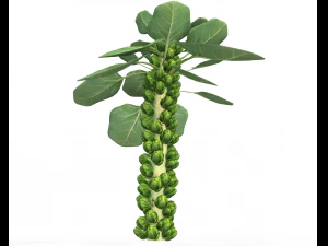 Brussels sprout plant 3D Model