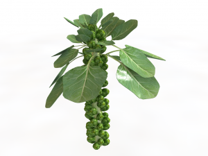 Brussels sprout plant Modèle 3D