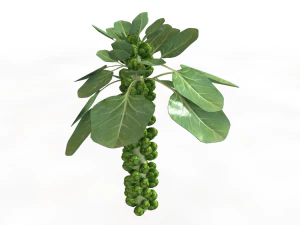 Brussels sprout plant 3D Model