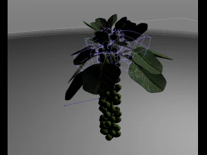 Brussels sprout plant 3D Model