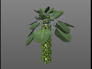 Brussels sprout plant Modèle 3D
