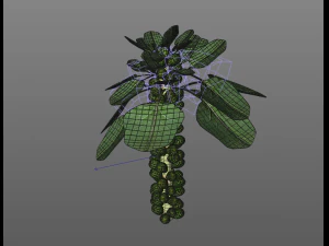 Brussels sprout plant 3D Model
