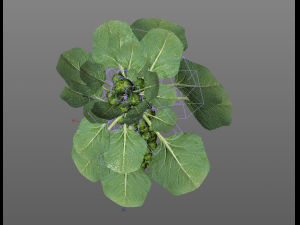 Brussels sprout plant Modèle 3D