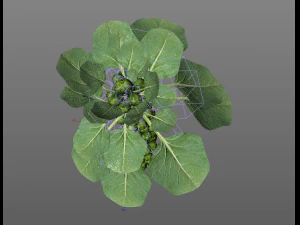 Brussels sprout plant 3D Model