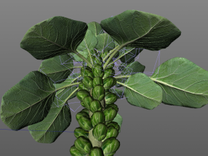 Brussels sprout plant Modèle 3D